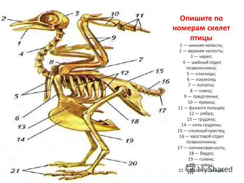 Скелет птицы цевка