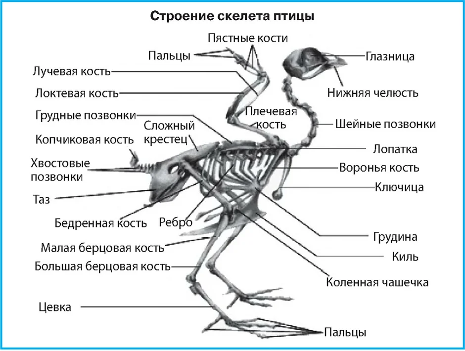 Рисунок скелета голубя