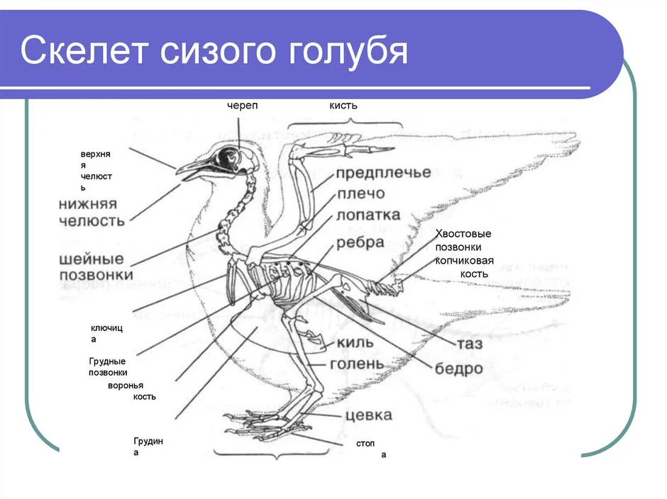 Голубь внутреннее строение рисунок