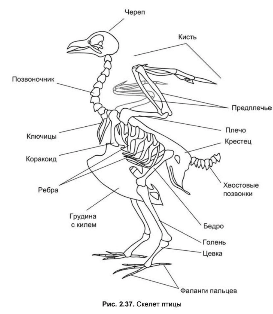 Для чего служит киль у птиц. Скелет птицы анатомия. Строение скелета птицы 7 класс биология. Строение скелета птиц биология. Скелет птицы схема биология 7 класс.