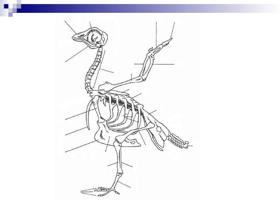 Скелет птицы схема