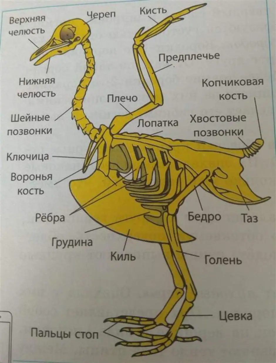 Рисунок скелета голубя