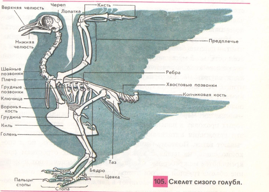 Скелет птицы биология 7 класс рисунок