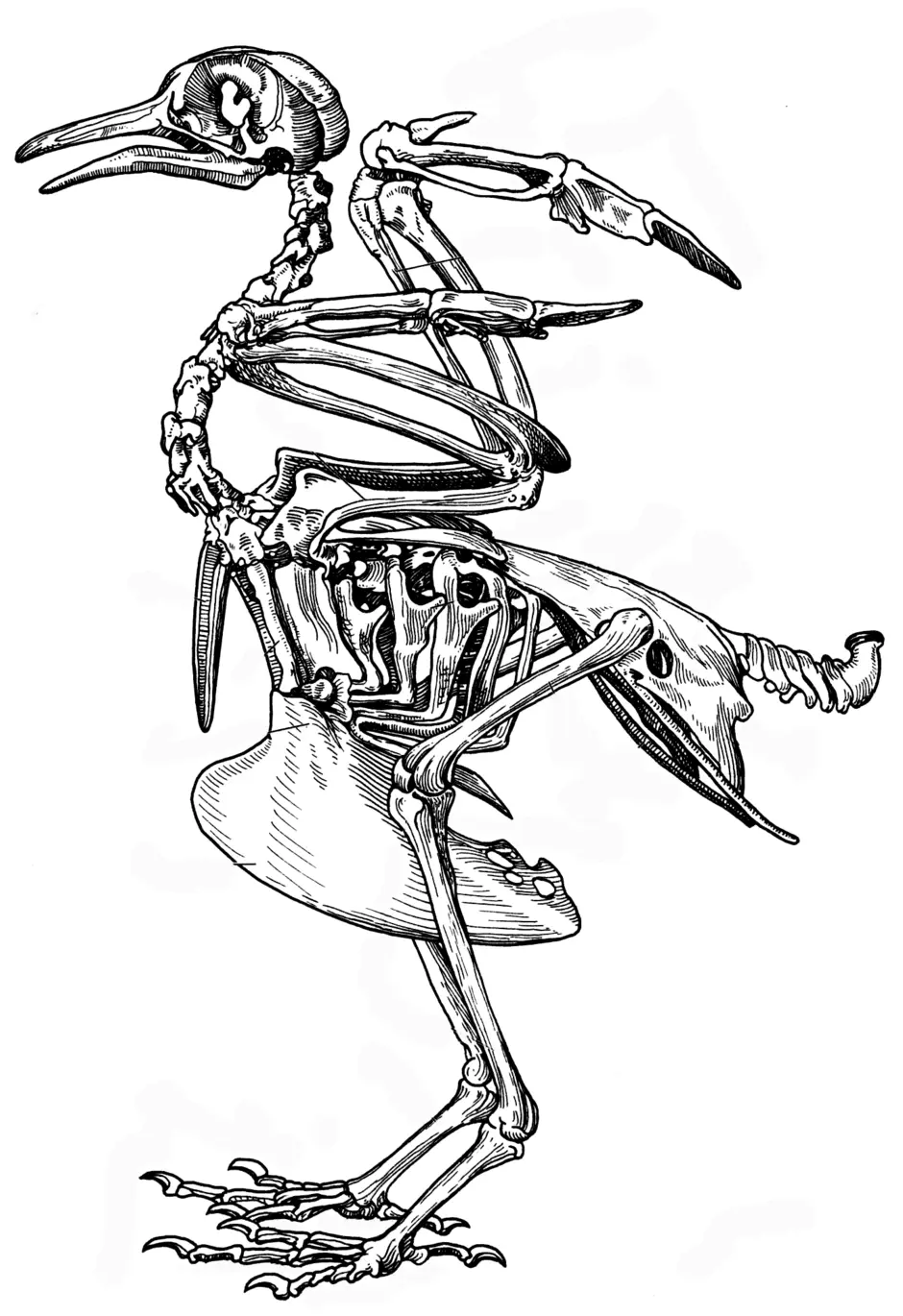 Внутреннее строение птиц скелет. Скелет птицы киль. Скелет голубя. Скелет птицы рисунок. Скелет голубя рисунок.