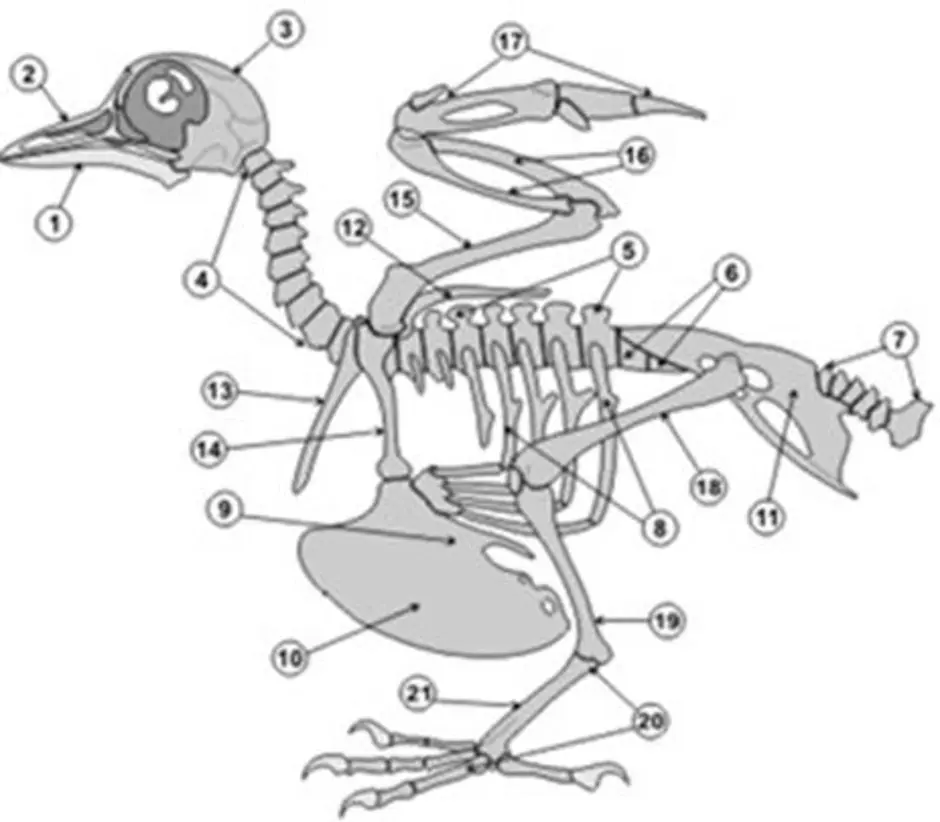 Рассмотрите рисунок напишите названия костей скелета птицы обозначенных цифрами