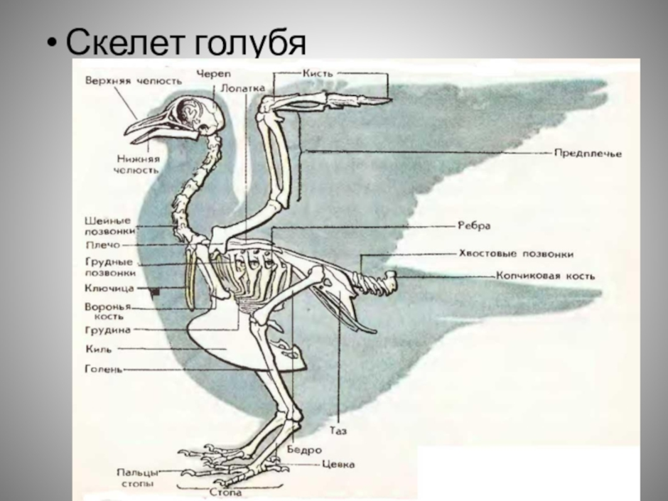 Скелет птицы рисунок с подписями