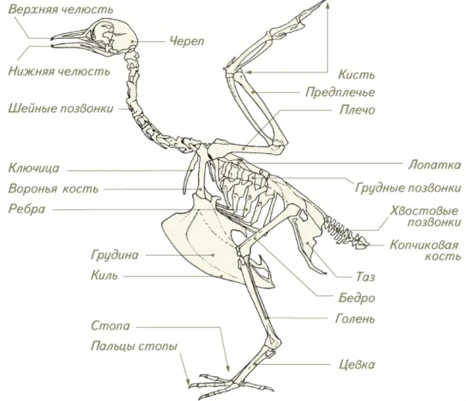 Скелет птицы рисунок с подписями