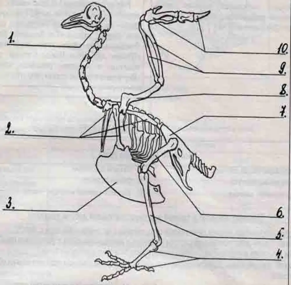 На рисунке изображен скелет птицы. Строение скелета сизого голубя. Скелет птицы пояс передних конечностей. Скелет сизого голубя биология 8 класс. Скелет птицы без подписей.