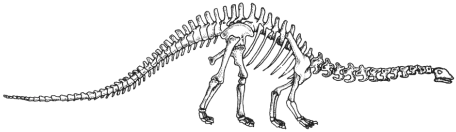 Скелет хвоста. Скелет тираннозавра. Скелет динозавра раскраска. Кости динозавров для детей. Части скелета динозавра для детей.