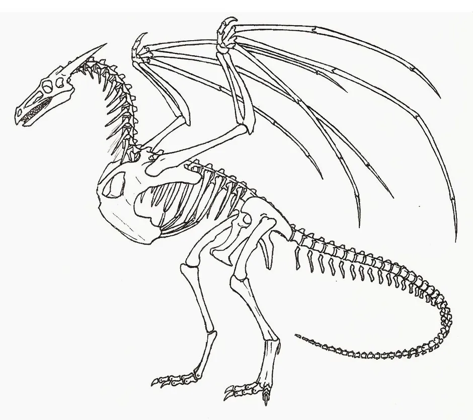 Скелет дракона рисунок