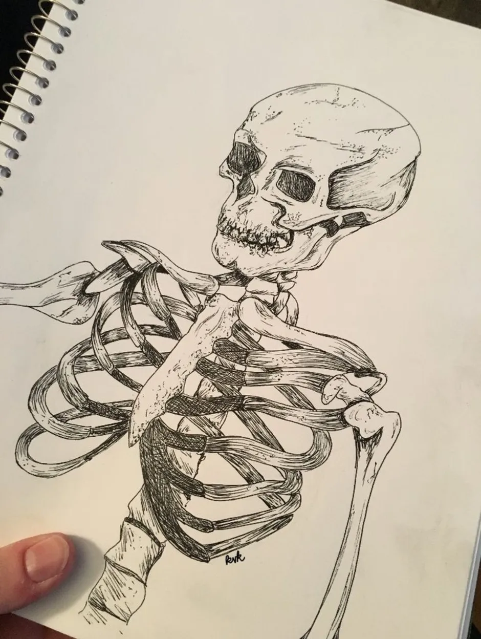 нарисованные картинки скелета