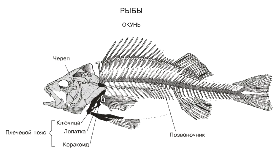 Скелет костистой рыбы окуня. Строение скелета речного окуня. Осевой скелет речного окуня. Скелет костной рыбы схема. Рыба хвостовой отдел позвоночника