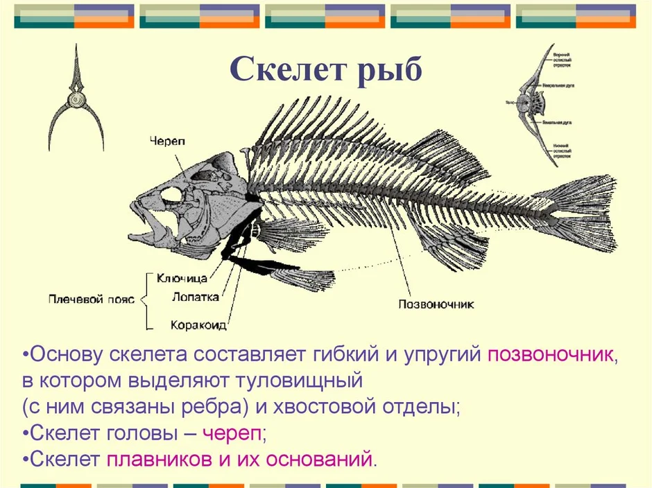 Строение скелета костистой рыбы. Скелет костной рыбы 7 класс биология.