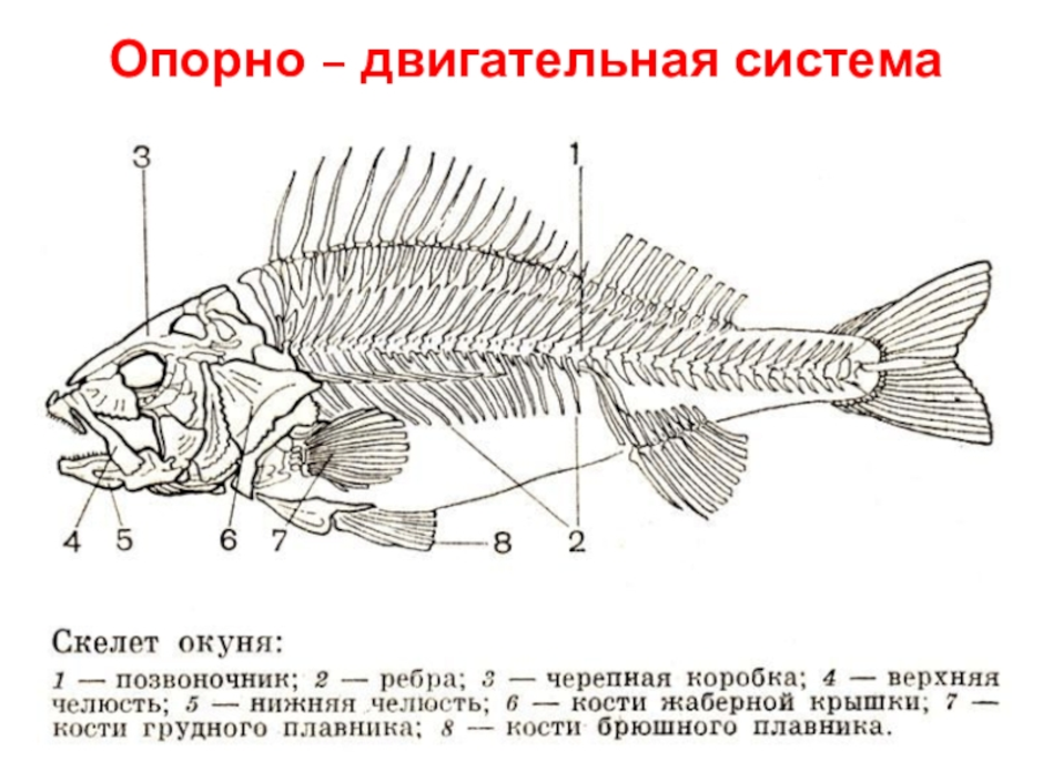 Появление челюстей у позвоночных. Скелет рыбы окунь. Отделы скелета рыбы 7 класс. Скелет рыбы строение. Строение жаберной крышки у костных рыб.