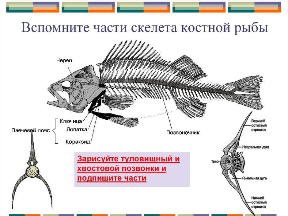 Скелет костной рыбы 7 класс биология. Строение скелета рыбы 7 класс биология. Строение скелета рыбы схема. Скелет рыбы биология 7 класс.