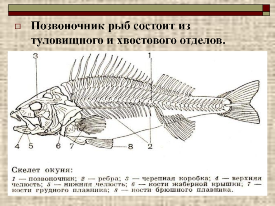 Рыба хвостовой отдел позвоночника. Отделы скелета костных рыб. Отделы позвоночника костных рыб. Позвоночник костистых рыб. Позвоночник костных рыб.