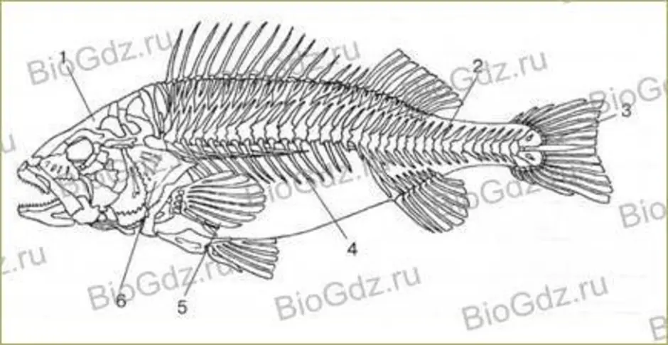 Скелет рыб 7 класс. Скелет речного окуня. Внутреннее строение рыбы скелет. Строение костистой рыбы окуня. Скелет рыбы строение биология.