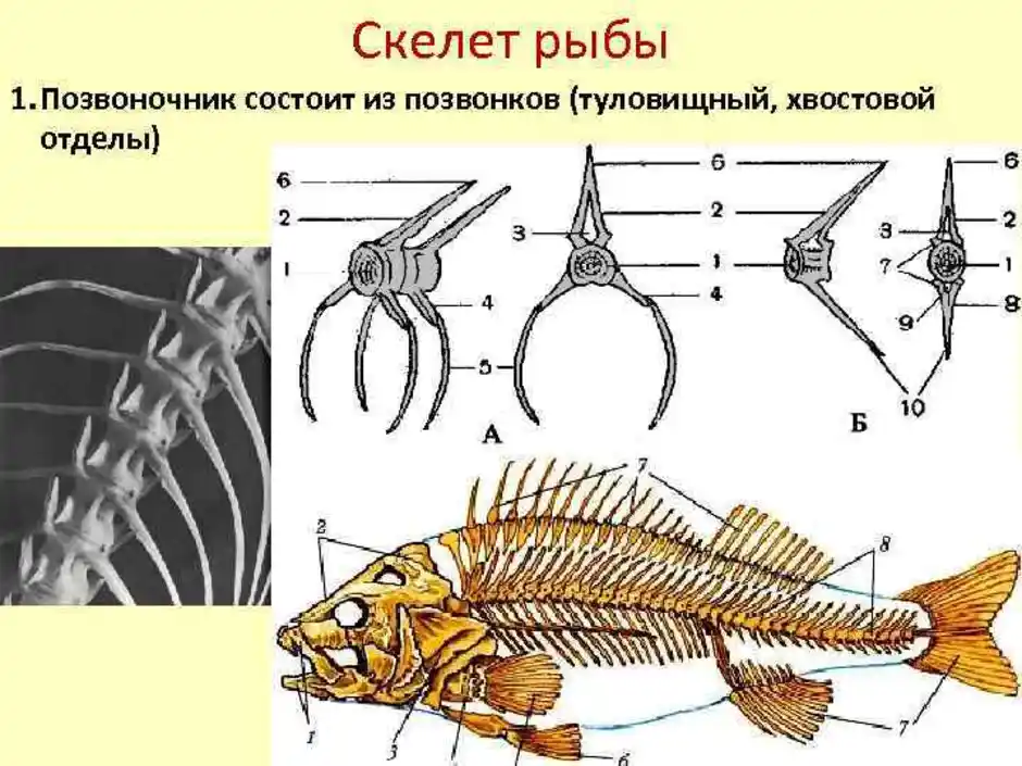 В позвоночнике два отдела туловищный и хвостовой. Осевой скелет костных рыб. Осевой скелет речного окуня. Строение позвоночника костных рыб. Строение позвонка костистой рыбы.