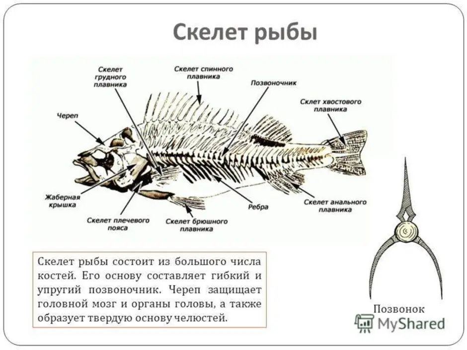 В позвоночнике два отдела туловищный и хвостовой. Осевой скелет костистой рыбы. Скелет костной рыбы 7 класс биология. Отделы скелета костных рыб. Внутреннее строение костной рыбы скелет.