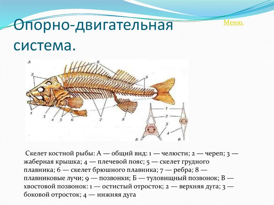 Органы опорно двигательной системы рыб. Внутреннее строение костной рыбы скелет. Скелет костной рыбы 7 класс биология. Класс костные рыбы опорно двигательная система.