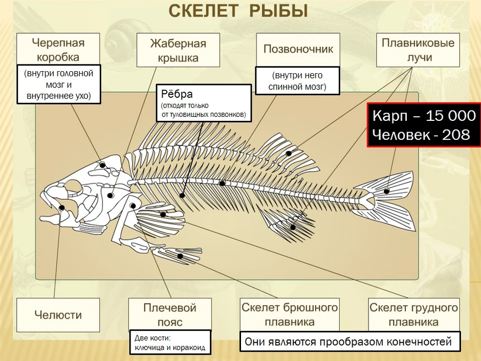 Внутренний скелет костной рыбы. Внутреннее строение костной рыбы скелет. Внутреннее строение рыбы скелет 7 класс биология. Скелет рыбы спереди. Строение скелета костистой рыбы.