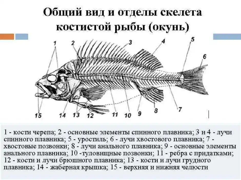 Какие отделы тела имеет рыба. Скелет костистой рыбы отделы. Строение скелета речного окуня. Строение скелета костистой рыбы. Внутреннее строение костной рыбы скелет.