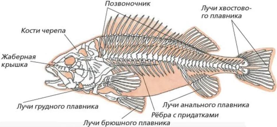 Внутренний скелет костной рыбы. Скелет костистой рыбы Речной окунь биология 7 класс. Строение скелета речного окуня. Скелет костной рыбы Речной окунь. Опорно двигательная система костных рыб.