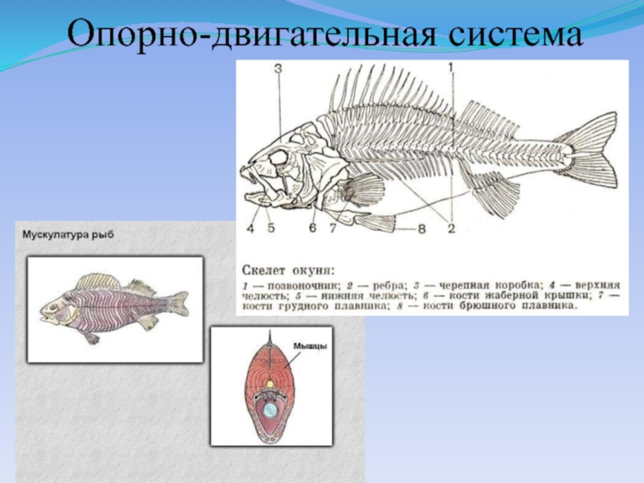Внутренний скелет костной рыбы. Опорно двигательная система костных рыб. Строение опорно двигательной системы у рыб. Опорно двигательная система рыб 7 класс. Скелет костной рыбы 7 класс биология.