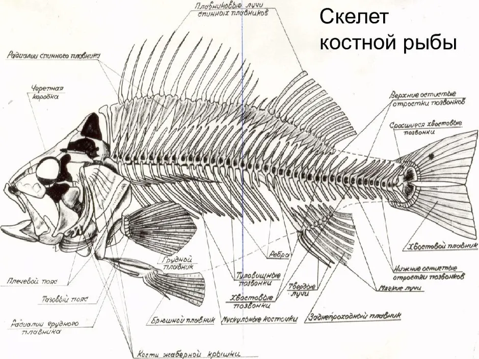 Строение скелета карпа. Внутренний скелет рыбы схема. Строение скелета костистой рыбы. Скелет костистой рыбы окуня.