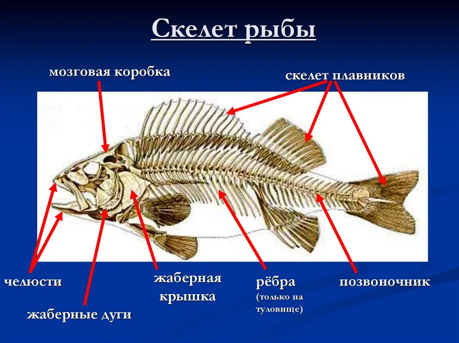 Какой скелет у костных. Осевой скелет костистой рыбы. Скелет надкласса рыбы. Скелет костной рыбы 7 класс биология. Строение скелета рыбы 7 класс биология.
