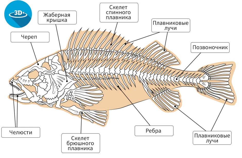 Скелет речного окуня биология 7. Строение скелета костистой рыбы. Строение скелета речного окуня. Скелет костной рыбы Речной окунь. Рыба хвостовой отдел позвоночника