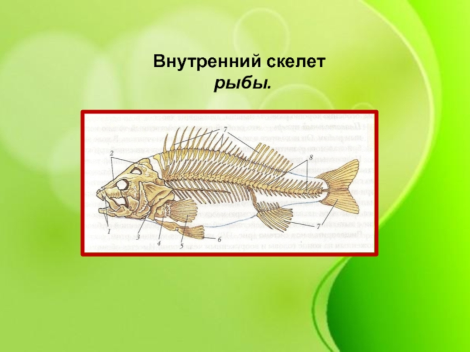 Скелет рыб 7 класс. Опорно двигательная система костных рыб. Опорно двигательная система рыб 7. Скелет костной рыбы 7 класс биология. Строение опорно двигательной системы у рыб.
