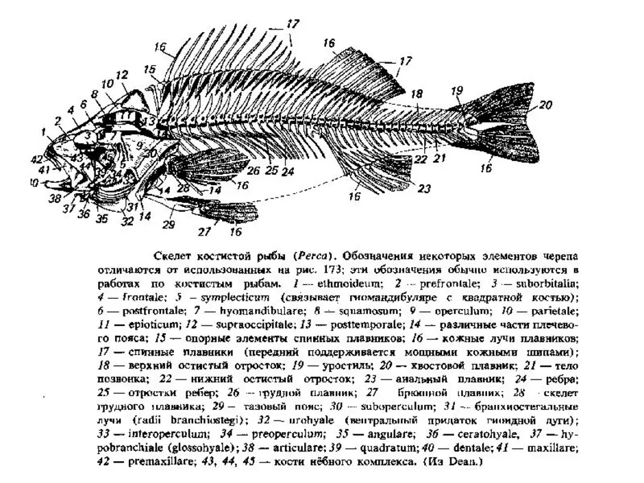 Череп костной рыбы. Строение костистой рыбы окуня. Строение скелета костистой рыбы. Осевой скелет костистой рыбы. Строение скелета костных рыб.