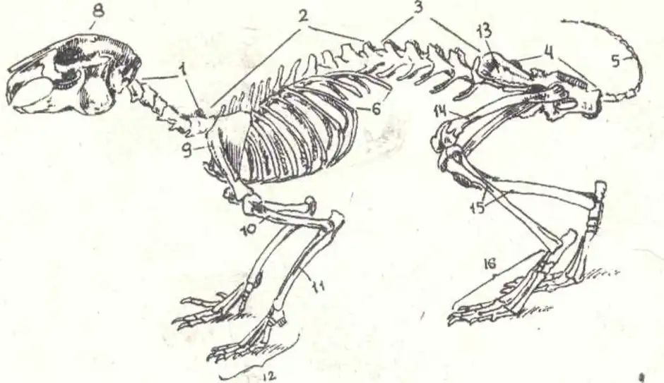Особенности строения скелета черепа млекопитающих. Скелет млекопитающих кролик. Скелет кролика биология 7 класс. Строение скелета млекопитающих кролика. Строение скелета кролика.