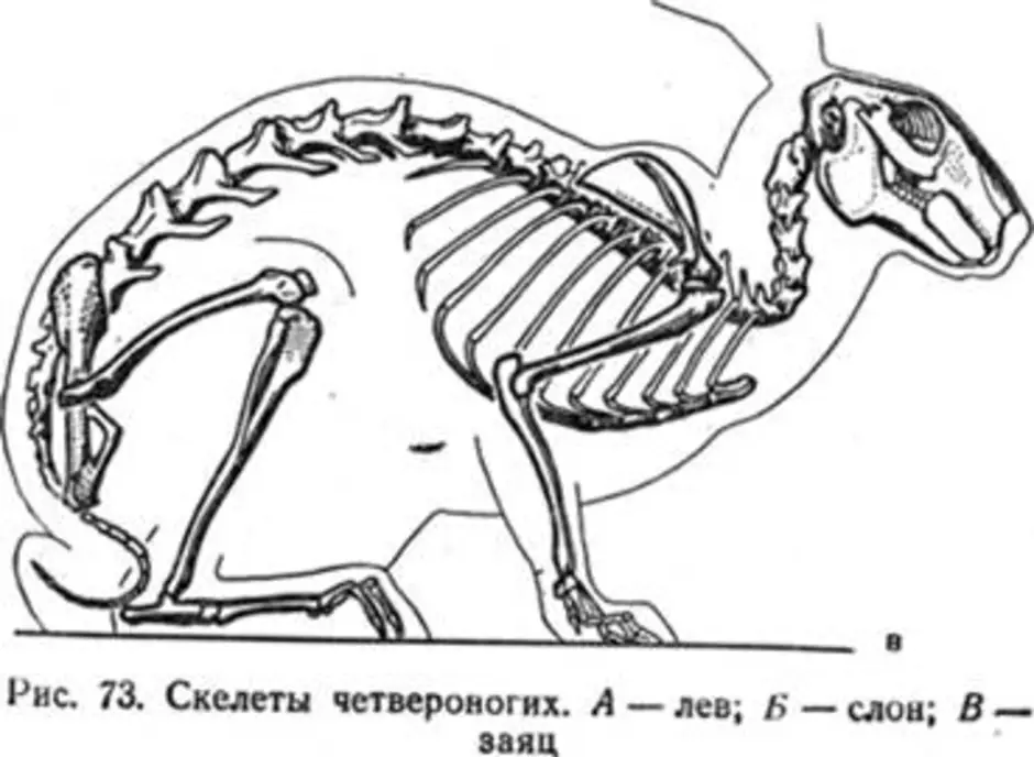 Особенности скелета кролика. Скелет кролика спереди. Скелет кролика биология 7 класс. Анатомия кролика скелет. Скелет зайца строение.