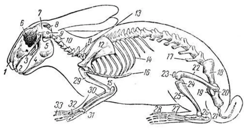 Особенности скелета кролика. Строение скелета кролика. Анатомия млекопитающего кролика. Строение скелета млекопитающих кролика. Скелет кролика биология 7 класс.