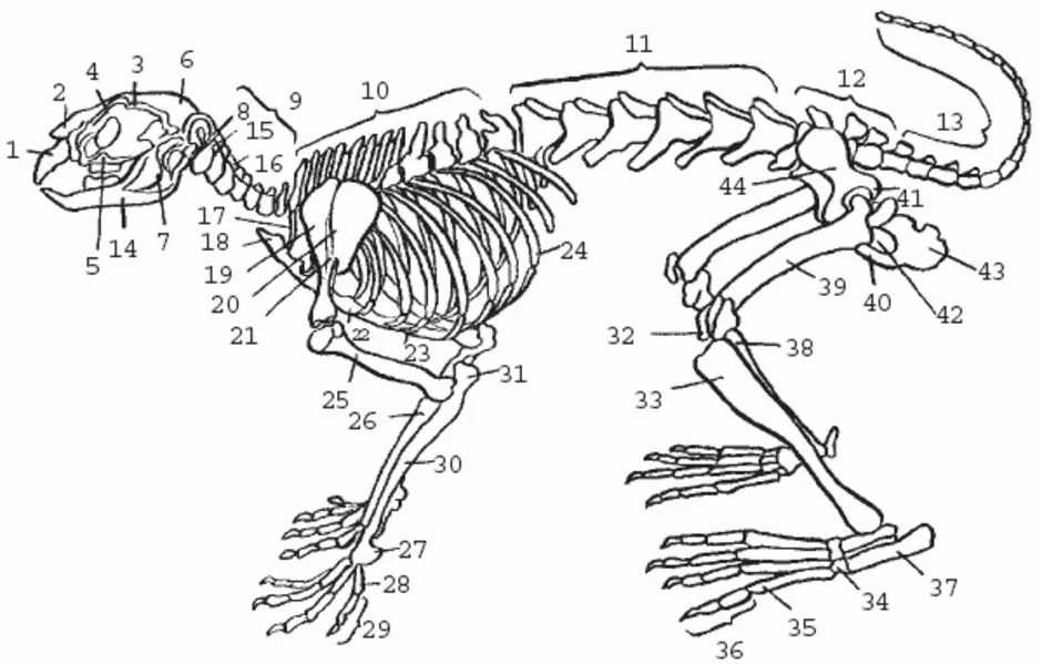 Внутреннее строение зайца. Строение задних лап кролика. Рис 152 скелет кролика. Скелет конечностей кролика. Анатомия кролика скелет.