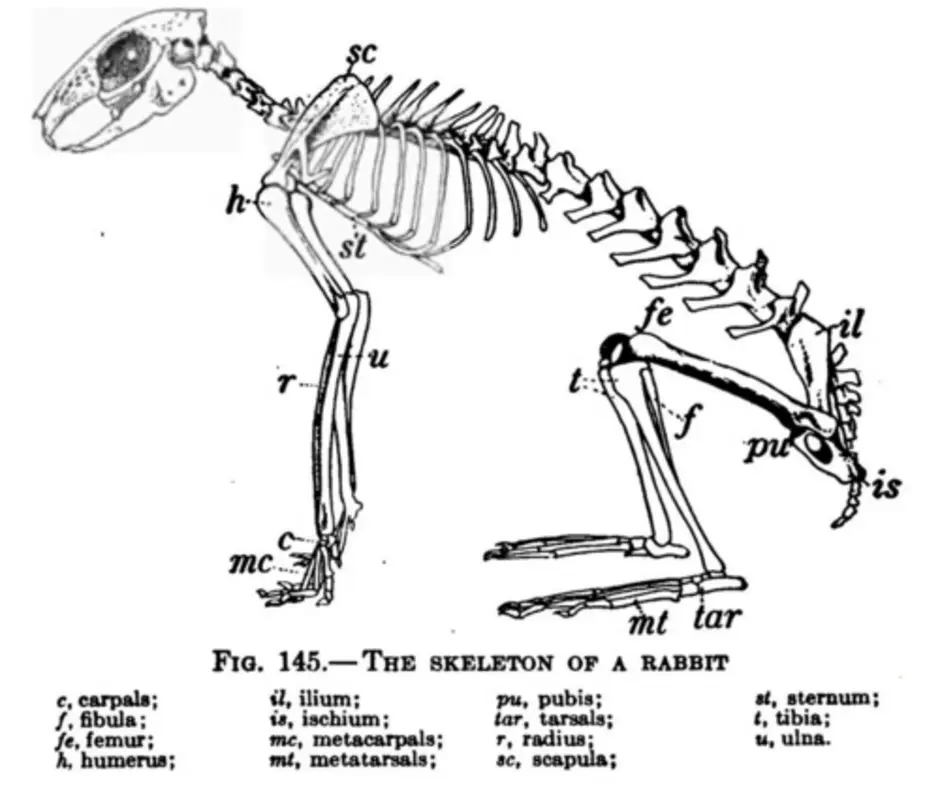 Особенности строения скелета кролика. Анатомия кролика скелет. Скелет козы строение. Строение скелета кролика. Скелет коалы строение.