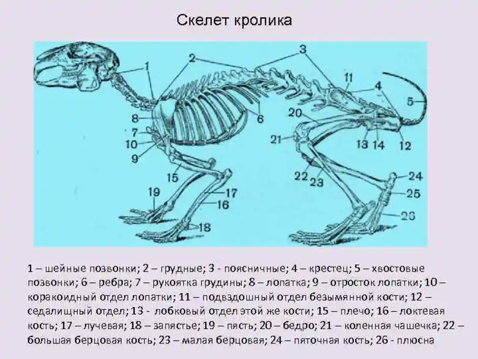 Кости в скелете млекопитающих соединяются между собой. Рис 152 скелет кролика. Строение скелета млекопитающих кролика. Осевой скелет кролика. Костный скелет кролика.
