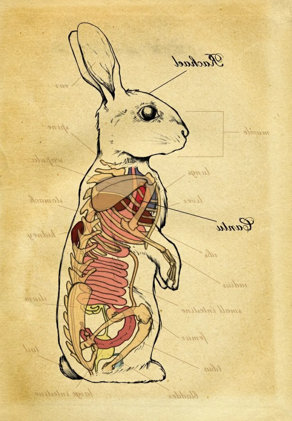 Внутреннее строение зайца. Анатомическое строение кролика. Строение скелета кролика. Строение задних лап кролика.