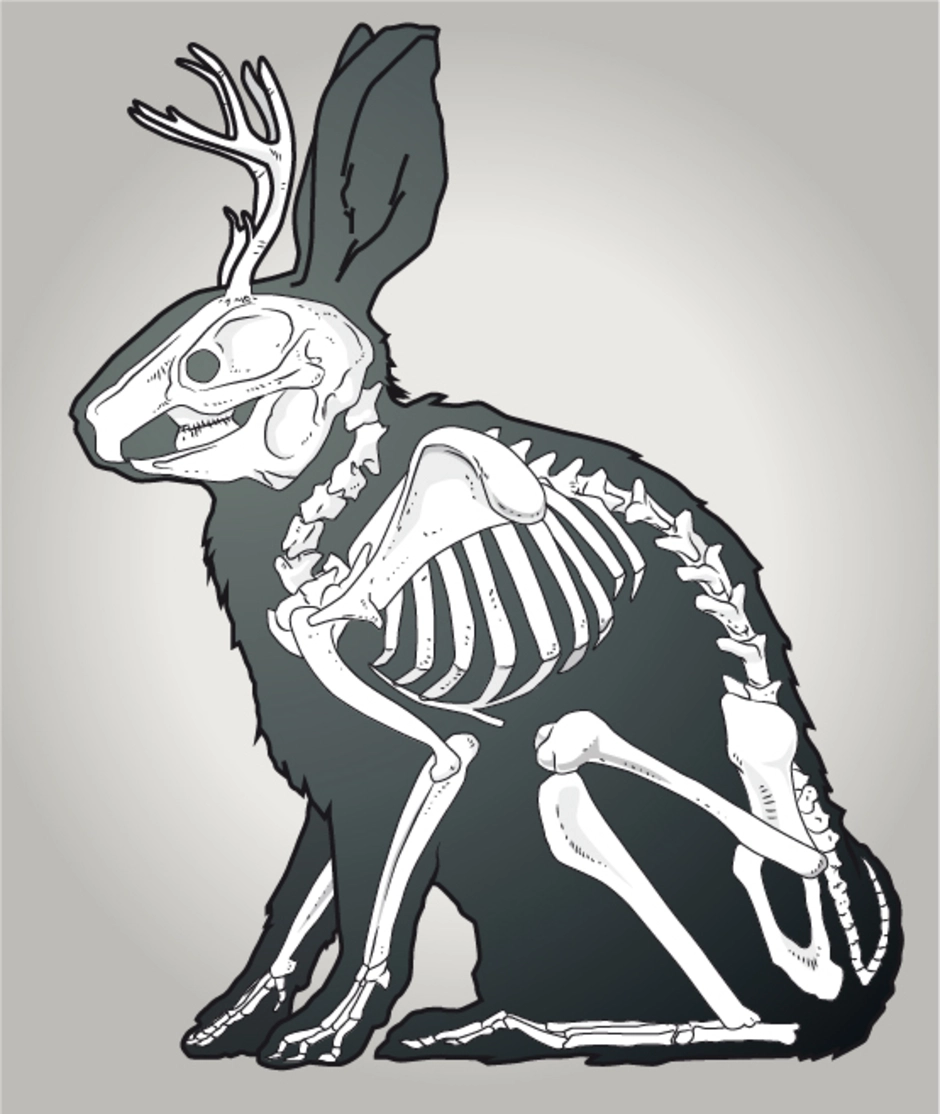 Особенности скелета кролика