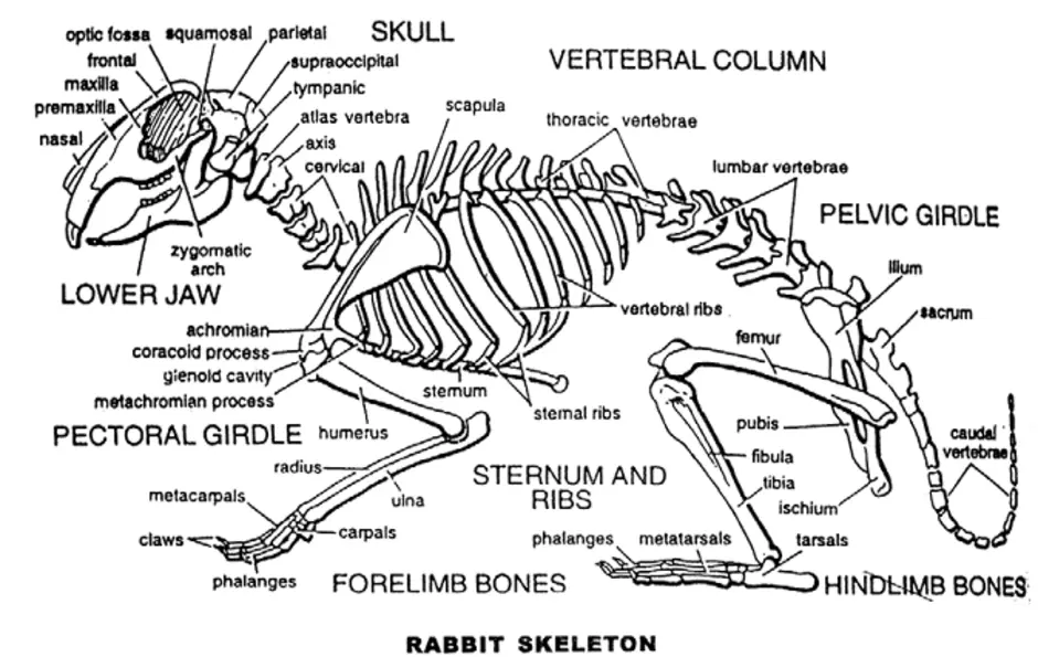 Особенности скелета кролика. Строение скелета кролика. Скелет крысы строение. Анатомическое строение кролика. Строение скелета млекопитающих кролика.
