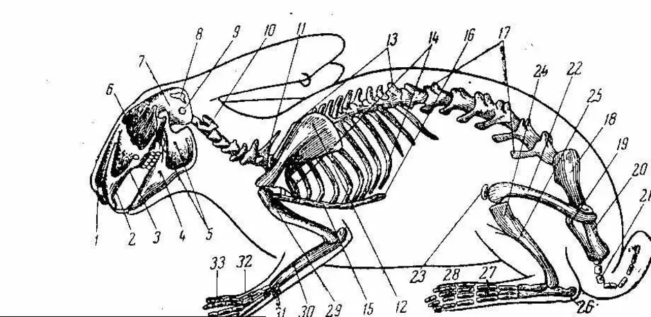 Изучите строение черепа млекопитающего обратите внимание. Строение скелета кролика. Строение скелета зайцеобразных. Строение скелета млекопитающих кролика. Анатомия кролика скелет.
