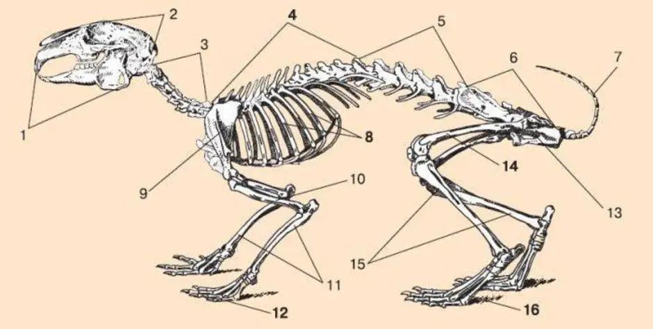 Отделы позвоночника млекопитающих 7. Рис 152 скелет кролика. Строение скелета кролика. Скелет млекопитающиекролика биология 7 класс. Скелет кролика биология 7 класс.