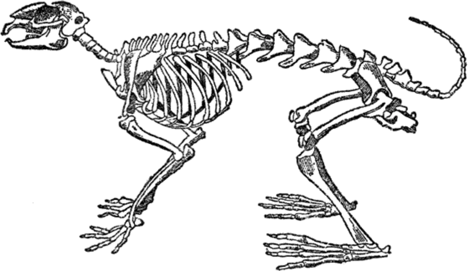 Особенности строения скелета кролика. Скелет кролика биология 7 класс. Строение скелета млекопитающих кролика. Рис 152 скелет кролика. Строение скелета кролика.