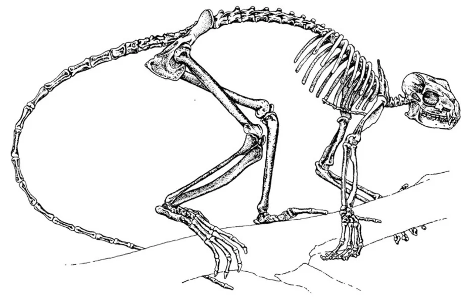 Особенности строения скелета кролика. Обезьяна скелет анатомия. Синапсиды скелеты. Скелет млекопитающих. Скелет примата.