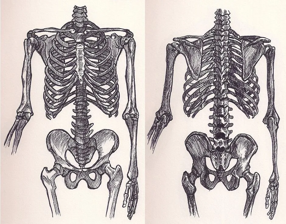 Скелет торса рисунок