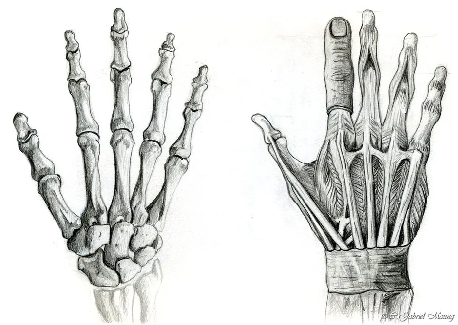 Рисунок кисти руки анатомия