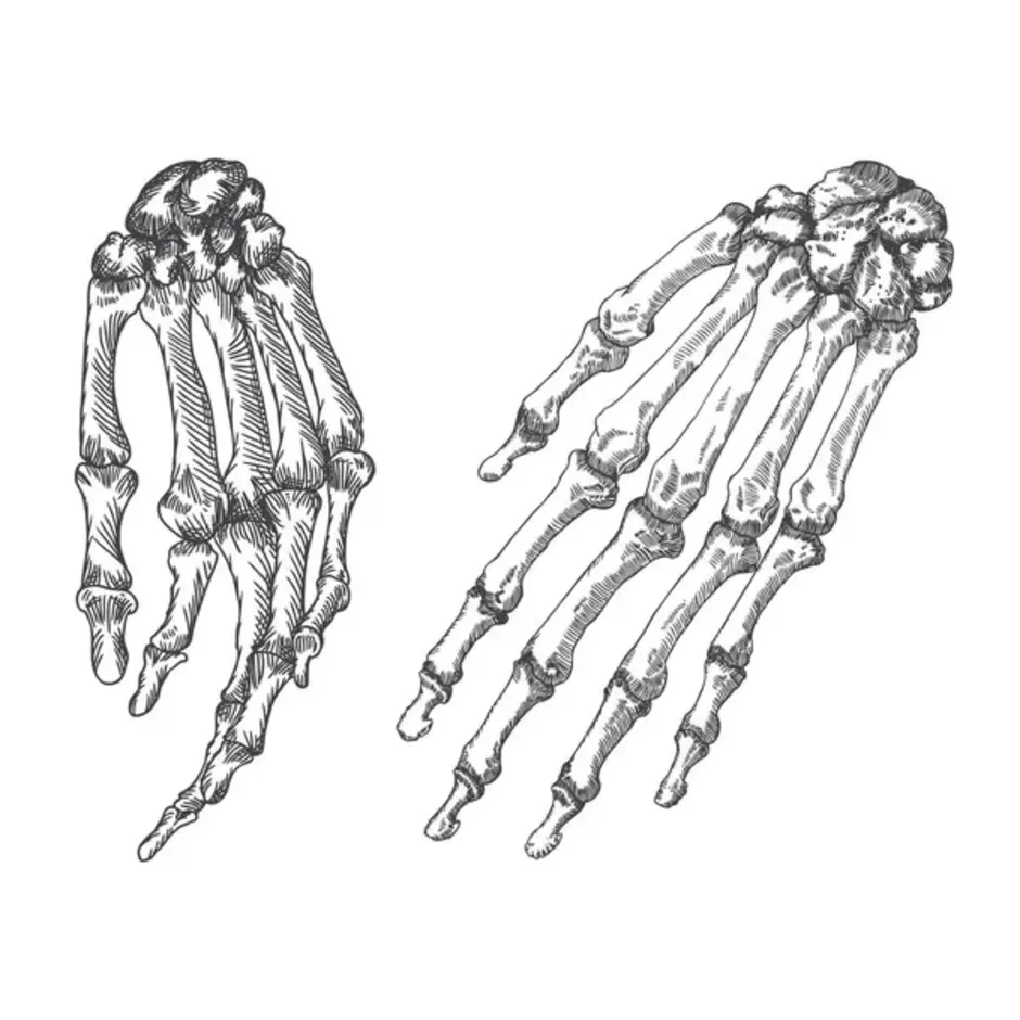 Кости руки человека рисунок на руке