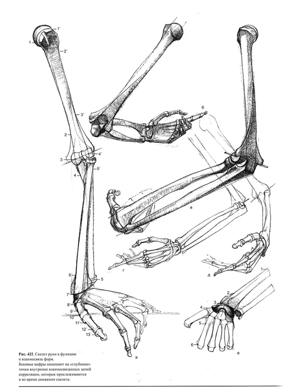 Кость человека рисунок